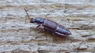 Weakly Keeled Ocellate Rove Beetle 1 NEW [upl. by Erbua]