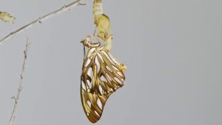 Agraulis vanillae butterfly emerging from chrysalis [upl. by Malas693]