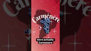 Carmenere explained Chile carmenere wine sommelier followmerafael [upl. by Aitsirk]