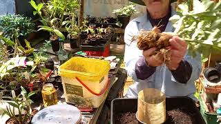 Desert Rose Adenium Repot preparation for a Bonsai pot [upl. by Snebur4]