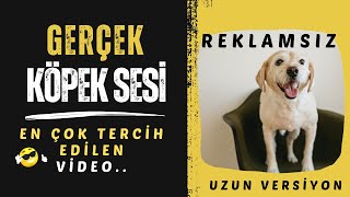 Gerçek Köpek Sesi  Havlaması  Yüksek Kalite amp Uzun Versiyon  Dogs Barking Sounds [upl. by Zulch]