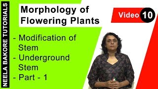 Morphology of Flowering Plants  NEET  Modification of Stem  Underground Stem  Part 1  Dr Neela [upl. by Tihor]