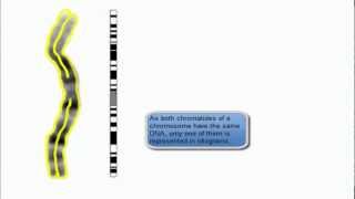 chromosome view in karyotype and idiogram [upl. by Nomaj204]