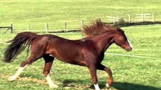 QUIETUDE OLYMPIAN 1997 Lambert Morgan Stallion [upl. by Aretha]