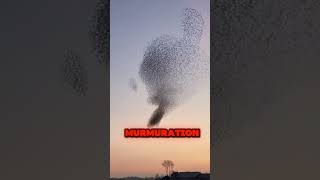 Massive Bird Swarm 😱🐦‍⬛ [upl. by Ttirrem540]