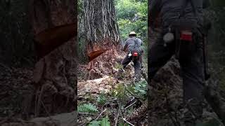 Timber cutting Oregon [upl. by Oneil]