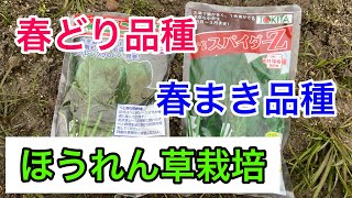 『ほうれん草栽培』しっかり発芽しました。これからの品種。品種が重要。2024年1月28日 [upl. by Vergos]