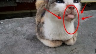 watch this drooling cat with tongue out [upl. by Jaella]