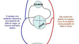 La Circolazione del Sangue animazione con audio [upl. by Hsiwhem]