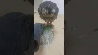 Bajh ka videoshort bajh birds eagle birdsyoutubeshorts video cute [upl. by Modla]