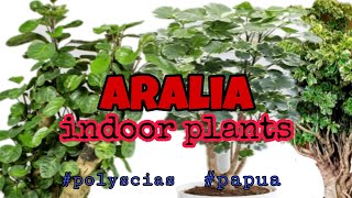 TOP Aralia Plant  Classic House Plant Polyscias Papua [upl. by Rubin64]