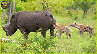 Tragic End Hyenas Get Big Trouble After Challenging the Wrong Opponent  Animal Fighting [upl. by Finbar]