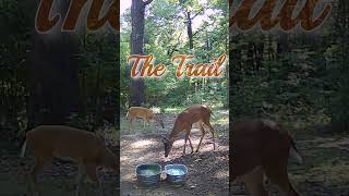 The Trail deer nature wildlife entertainment [upl. by Lewan]