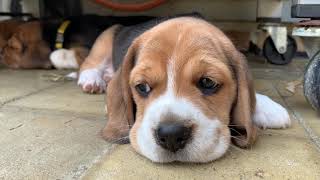 Funny Beagle Puppies Playing with siblings  Very Cute [upl. by Ahsilrae]