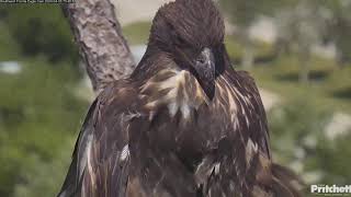 Well fed E23 😍 154820240405 Southwest Florida Eagle Cam [upl. by Curcio]