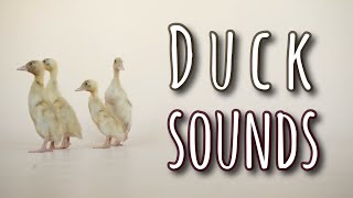 Duck Sounds to Attract Ducks  Ducklings [upl. by Woodie]