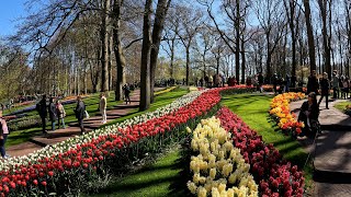 KEUKENHOF GARDENS AMSTERDAM 7 Million Flowers Greatest Flower Display on Earth 4K [upl. by Staffard]