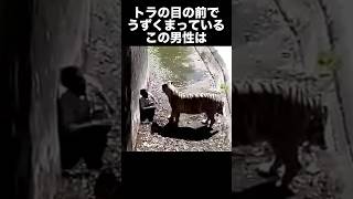 インド人男性が動物園のトラに喰われた事件 事件解説 事故 動物園 トラ [upl. by Aerdnahc509]