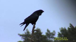 KORP Common Raven Corvus corax Klipp  1290 [upl. by Redmond]