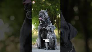 Rottweiler Vs Cane Corso Fight 😡🥵 Who will win Shorts rottweiler [upl. by Aihsenat379]