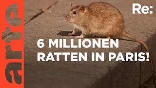 Ratten in Paris  gefährliche Plage  ARTE Re Reupload [upl. by Hayikat]