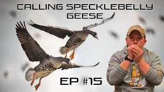 Calling Specklebelly Geese  EP 15 Field Facts with Forrest [upl. by Ardnikal]