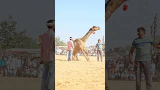 camel dance kainaa 😱😱😱😱😱😱😱😱 [upl. by Ahsinev]