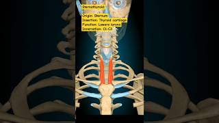 Sternothyroid Muscle humananatomy humananatomy mbbs anatomy humanbody [upl. by Dennie]