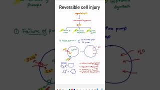 Reversible cell Injury [upl. by Diena]