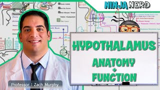 Neurology  Hypothalamus Anatomy amp Function [upl. by Boehike]