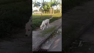 Mais cachorrinhos para vocês se inscreva no canal e deixa o like e comenta um qual vídeo quer [upl. by Nytsirt801]