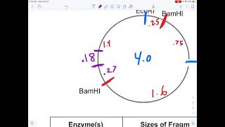 Plasmid Restriction Mapping 2 [upl. by Linoel]