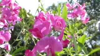 Sweet Pea  Lathyrus odoratus  Ærtublomst  Ilmbaunir  Baunaætt  Eitrurjurtir [upl. by Eltsirk]