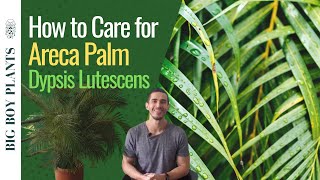 How to Care for the Areca Palm Dypsis Lutescens or Butterfly Palm [upl. by Sirah]