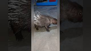 porcupine youtubeshorts viralshorts [upl. by Ahsrats97]