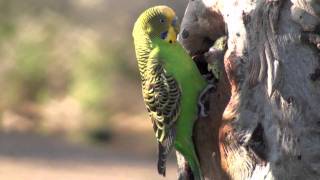 The Budgie Tree Wild budgies breeding and feeding their young [upl. by Vergil]