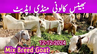 Bhains colony mandi Karachi cattle rates update  Goat farming  Dumba mandi  12dec2024 [upl. by Rialb]