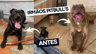 Comparando os corpos de dois irmãos Pitbulls adultos  Antes e Depois [upl. by Novrej]