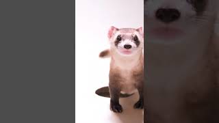 Black footed ferret [upl. by Eillah]