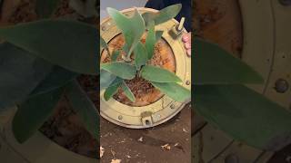 Mounting a Staghorn Fern staghornfern plants honolulu diy homedecor [upl. by Guthrie545]