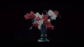 Stunningly beautiful Kinemacolor film Sweet Pea Varieties 1911 [upl. by Aynotak]