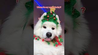 Advent Calendar Day 5 🎄 dogshorts adventcalendar christmas cutedog samoyed tiktok pets [upl. by Tippets749]