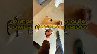 Porqué no ¿Puede un Perro Guía Comer Jamón Ibérico ⚠️🦮 [upl. by Ilak]