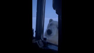 Polar bear caught peering on holidaygoers at night [upl. by Donnell]