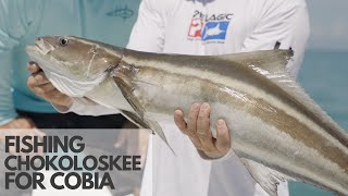 Fishing Chokoloskee with Captain Brian Sanders Cobia Snook Redfish Goliath Grouper and Sharks [upl. by Gerdi]