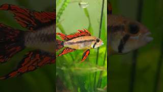 A garde Apistogramma Cacatuoides Super Red apistos apistogramma plantedtank fish اکواریوم [upl. by Barthel]