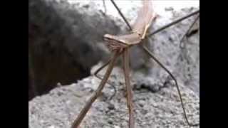 The Predator of insect Mantis Mantodea mantesMantidae closeup Video [upl. by Ttelracs639]