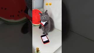 😺Tom the cat bought a cat TV 🐈cat tomcats funny catman catlaughs catmen catkid [upl. by Yssirk887]