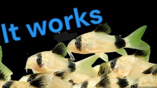 Be SUCCESSFUL raising Panda corydoras 🐼🐟💀 [upl. by Chemosh]