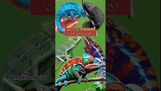 How Chameleon Change Colours shorts facts telugu chameleon [upl. by Euqor163]